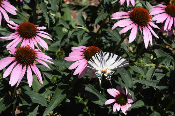Echinacea purpurová